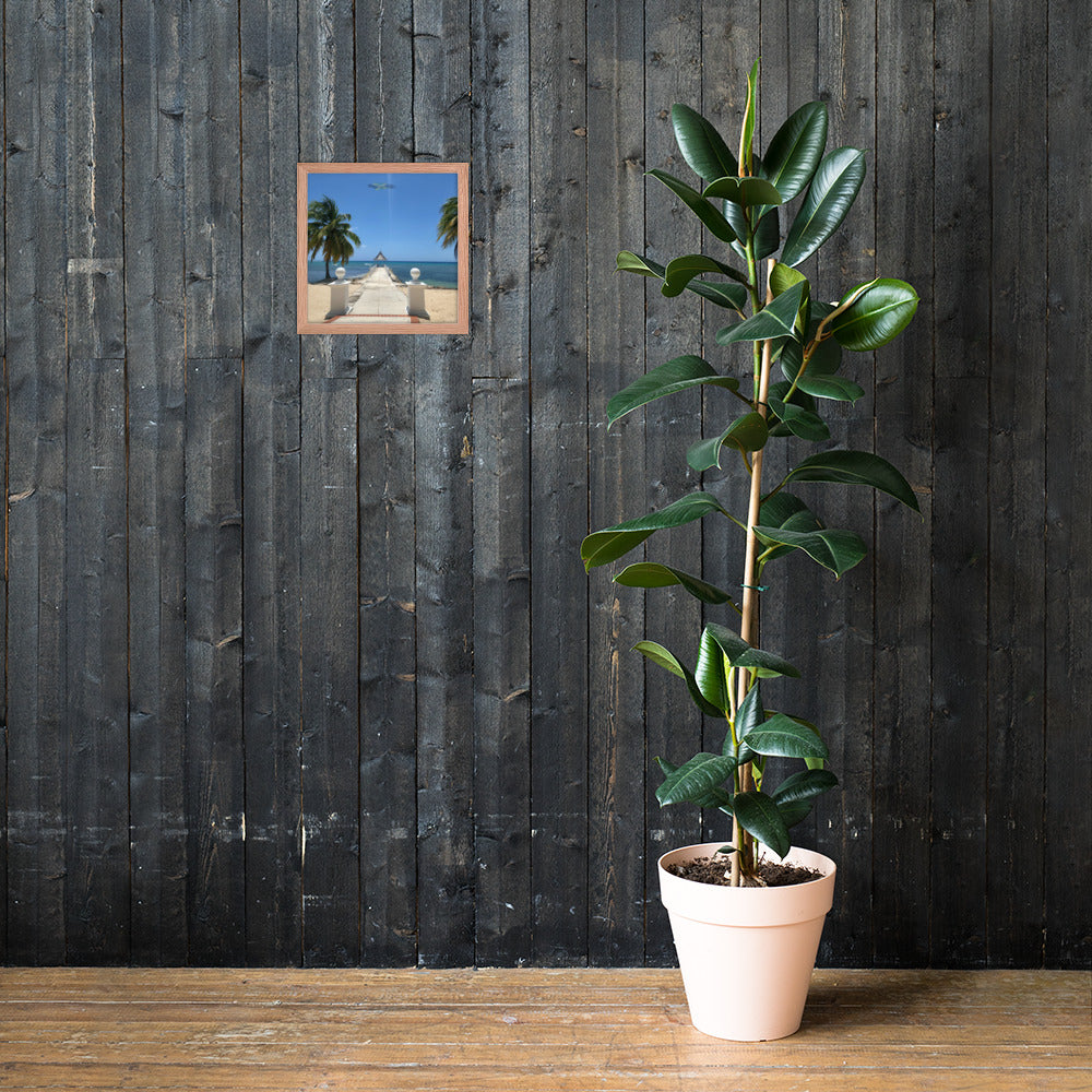 Half Moon's Crown - Picture of Jamaica red oak 12 x 12