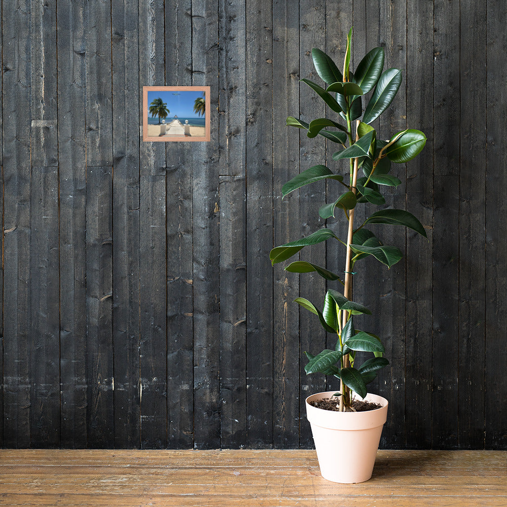 Half Moon's Crown - Picture of Jamaica red oak 8 x 10