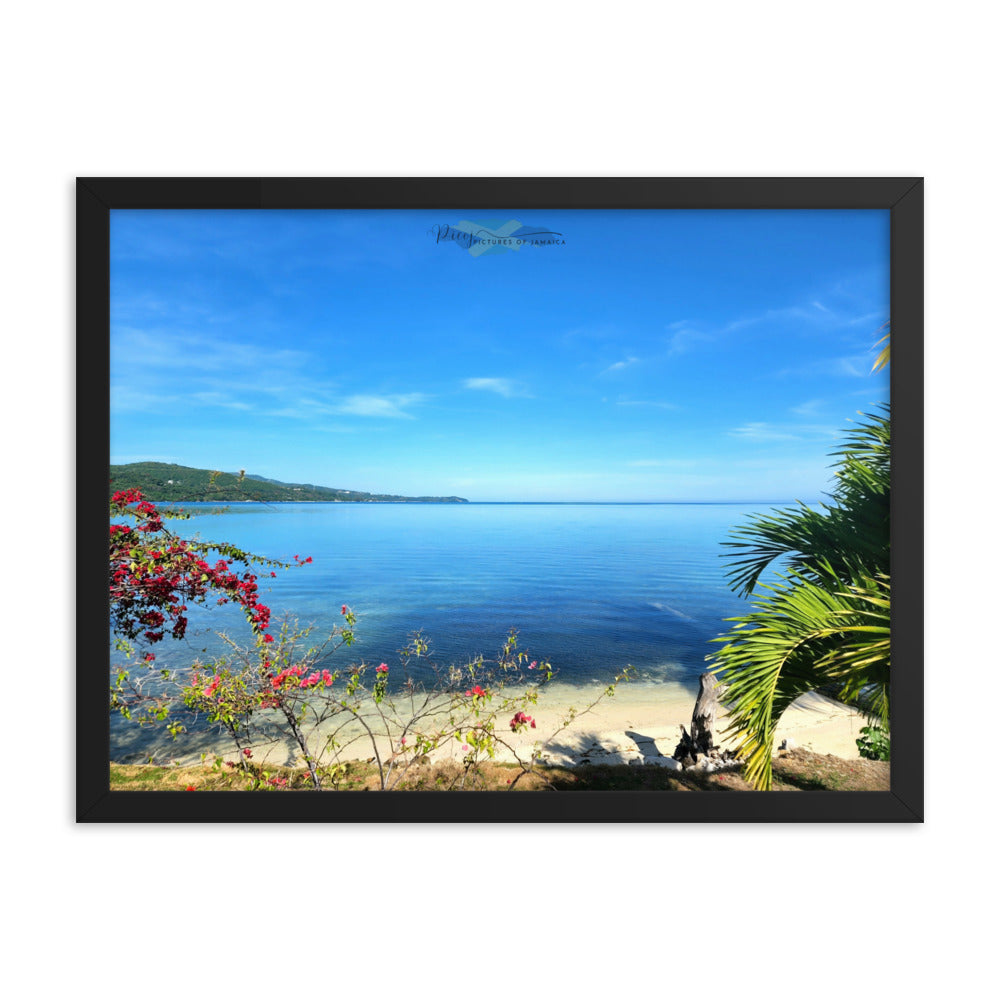 In My Garden - Picture of Jamaica